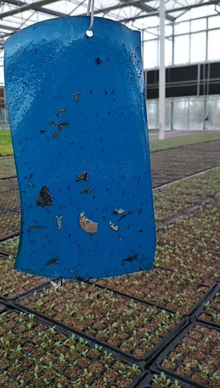粘蟲板使用效果