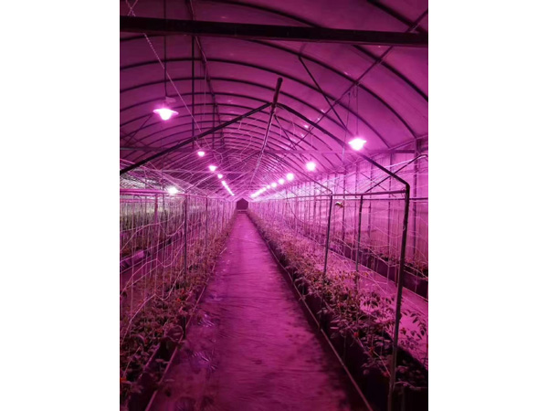 植物補(bǔ)光燈育苗燈