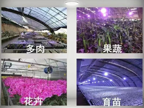 植物補(bǔ)光燈育苗燈